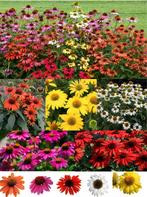 Zaden Echinacea mix oogst 2024, Tuin en Terras, Ophalen of Verzenden