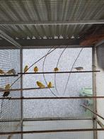 Kanaries te koop geel en wit, Dieren en Toebehoren, Vogels | Kanaries