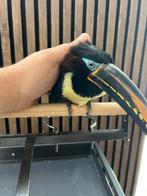 Papegaai, Dieren en Toebehoren, Vogels | Parkieten en Papegaaien, Papegaai, Tam