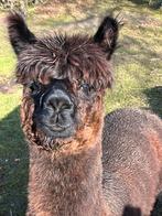 Mooie alpaca hengst, Juin, Mâle