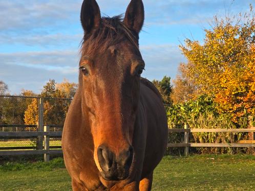 Highland - Engelse volboed, Dieren en Toebehoren, Paarden, Ruin