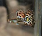 Metal Yellow leopard guppen