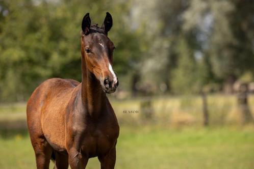 Merrie jaarling te koop, halfzus van gekeurde hengst, Dieren en Toebehoren, Paarden, Merrie, Niet van toepassing, 0 tot 2 jaar