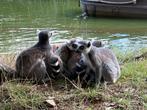 2x Tickets ZOO Antwerpen, Tickets en Kaartjes, Twee personen, Ticket of Toegangskaart