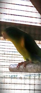 Te Koop : CITROENPARKIET MAN, Dieren en Toebehoren, Vogels | Parkieten en Papegaaien, Mannelijk, Parkiet, Geringd