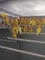 Lutino opa dwergpapegaai