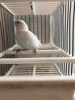 Kanaris, Dieren en Toebehoren, Ophalen, Nieuw, Overige typen