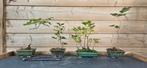 Kleine Bonsai. Verschillende soorten. Shohin., Tuin en Terras, Ophalen