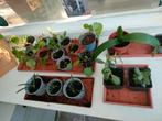 Verschillende planten scheutjes te koop.(Prijzen variëren)., Tuin en Terras, Planten | Tuinplanten, Ophalen