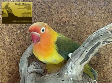 fischeri groen /blauw split pale fallow. beschikbaar voor biedingen