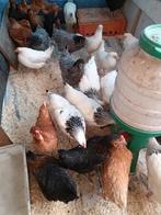 ZONDAG OPEN tot 18 u LEGKIPPEN VANAF 8 EURO, Dieren en Toebehoren, Vrouwelijk, Kip
