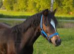 3 jarige Welsh ruin, Dieren en Toebehoren, Pony's, Ruin, B