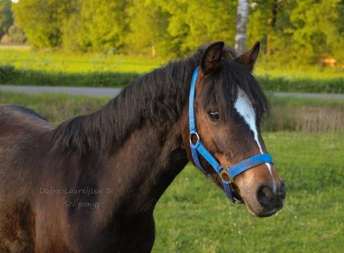 3 jarige Welsh ruin, Dieren en Toebehoren, Pony's, Ruin, B