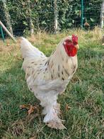 Brahma plash haan., Dieren en Toebehoren, Pluimvee