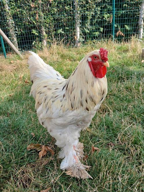 Brahma plash haan., Dieren en Toebehoren, Pluimvee