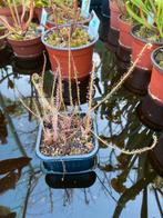 Drosera Filiformis ssp Filiformis - Draad Zonnedauw, Tuin en Terras, Planten | Tuinplanten, Overige soorten, Volle zon, Vaste plant