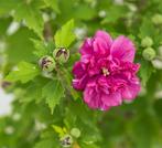 Hibiscus syriacus ‘French Cabaret Red' – Dubbelbloemige Hibi, Enlèvement