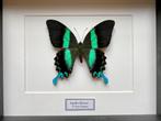 Véritable Papillon Papilio Blumei Blumei d'Indonésie Cadre, Collections, Collections Animaux, Insecte, Animal empaillé, Enlèvement ou Envoi