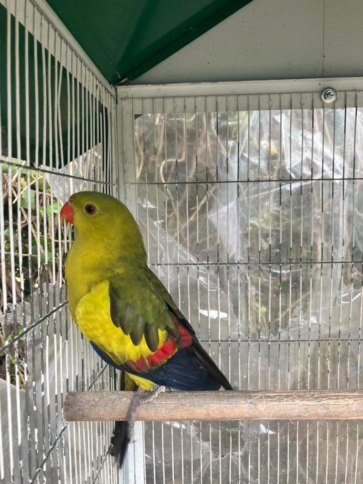 ZEER MOOIE KWEEKRIJPE BERGPARKIET MAN NU 75 EURO, Animaux & Accessoires, Oiseaux | Perruches & Perroquets, Perruche, Plusieurs animaux