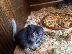 Chinchilla, Dieren en Toebehoren, Ophalen, Kooi, 110 cm of meer, Zo goed als nieuw