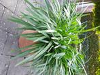 Agapanthus, Overige soorten, Volle zon, Vaste plant, Ophalen of Verzenden