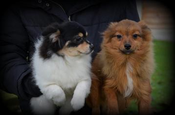 Keeshond pups