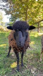 Ouessant ooi, Vrouwelijk, Schaap, 0 tot 2 jaar