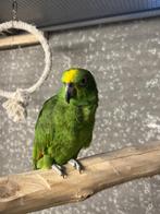 geelvoorhoofd amazone tam, Dieren en Toebehoren, Mannelijk, Papegaai, Tam