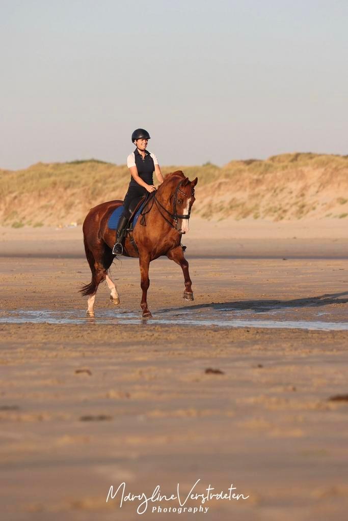 Lesgever dressuur aangeboden, Animaux & Accessoires, Chevaux & Poneys | Autres trucs de cheval, Enlèvement ou Envoi