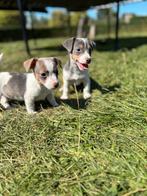 Mooie Jack Russel pups, Dieren en Toebehoren, Honden | Jack Russells en Terriërs, België, Jack Russell Terriër, CDV (hondenziekte)