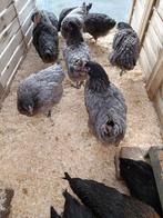 poulets gris bleu de landes/coucou hollandais à partir de 9, Animaux & Accessoires, Femelle, Poule ou poulet