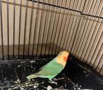 Prachtige dwergpapegaai, Dieren en Toebehoren, Vogels | Parkieten en Papegaaien, Geslacht onbekend, Papegaai, Tam