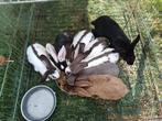 Konijnen, Dieren en Toebehoren, Groot