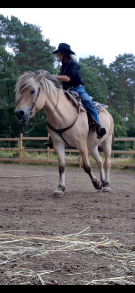 Verzorgers/bijrijders gezocht !, Dieren en Toebehoren, Paarden