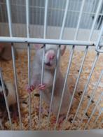 tamme ratten / muizen, Dieren en Toebehoren, Knaagdieren, Rat, Januari, Meerdere dieren, Tam