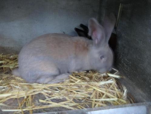 KONIJN Vlinder rammelaar., Dieren en Toebehoren, Konijnen, Groot, Mannelijk, 0 tot 2 jaar