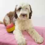 Labradoodle - chiots Belges à vendre, Parvovirose, Plusieurs, Belgique, 8 à 15 semaines