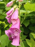 Digitalis Purpurea, Ophalen, Halfschaduw