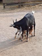 Dwerg mieke met 2 bokjes, Dieren en Toebehoren, Schapen, Geiten en Varkens, Vrouwelijk, Geit, 0 tot 2 jaar