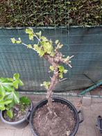 druivelaar vinis vitifera in pot, Ophalen, Overige soorten, Volle zon, In pot