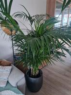 palm kentia plant  met pot.of zonder, Maison & Meubles, Plantes d'intérieur, Palmier, Enlèvement ou Envoi