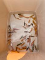 Nog 50 baby koi 3-7 cm dit weekend, Dieren en Toebehoren, Vissen | Vijvervissen, Karper of Koi