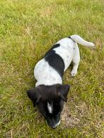 Jack Russel pups, CDV (hondenziekte), Meerdere, 8 tot 15 weken, Meerdere dieren