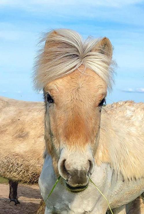 Fjorden jaarlinghengst, Animaux & Accessoires, Chevaux, Étalon, Non dressé, Moins de 160 cm, 0 à 2 ans, Cheval de récréation, Avec pedigree