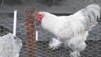 voulait une jeune queue de Brahma Izabel Partridge, Mâle, Poule ou poulet