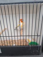 Putters/distelvinken, Dieren en Toebehoren