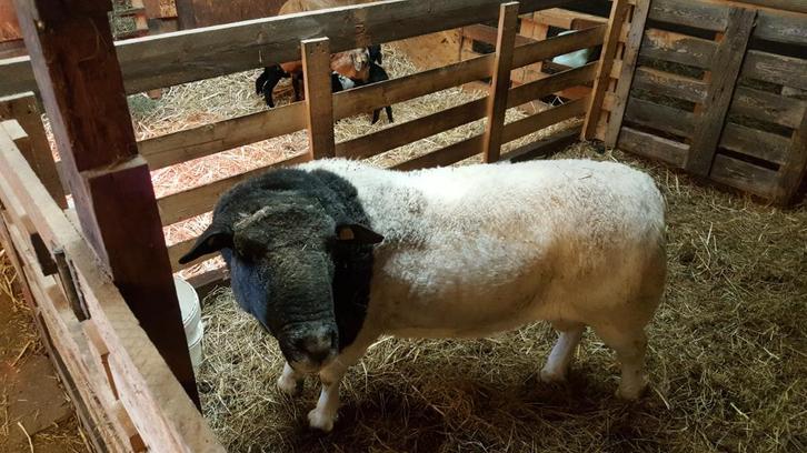 Zware dorper ram, Dieren en Toebehoren, Schapen, Geiten en Varkens, Schaap, Mannelijk