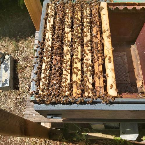 Bijenvolken, Dieren en Toebehoren, Insecten en Spinnen