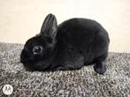 Jong dwerg rexje zwart uit tri-color dwerg Rex., Dwerg