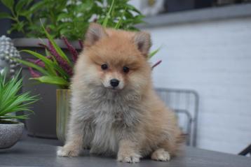 Chiot Keeshond/Chiots de Poméranie/Poméranien/ Spitz